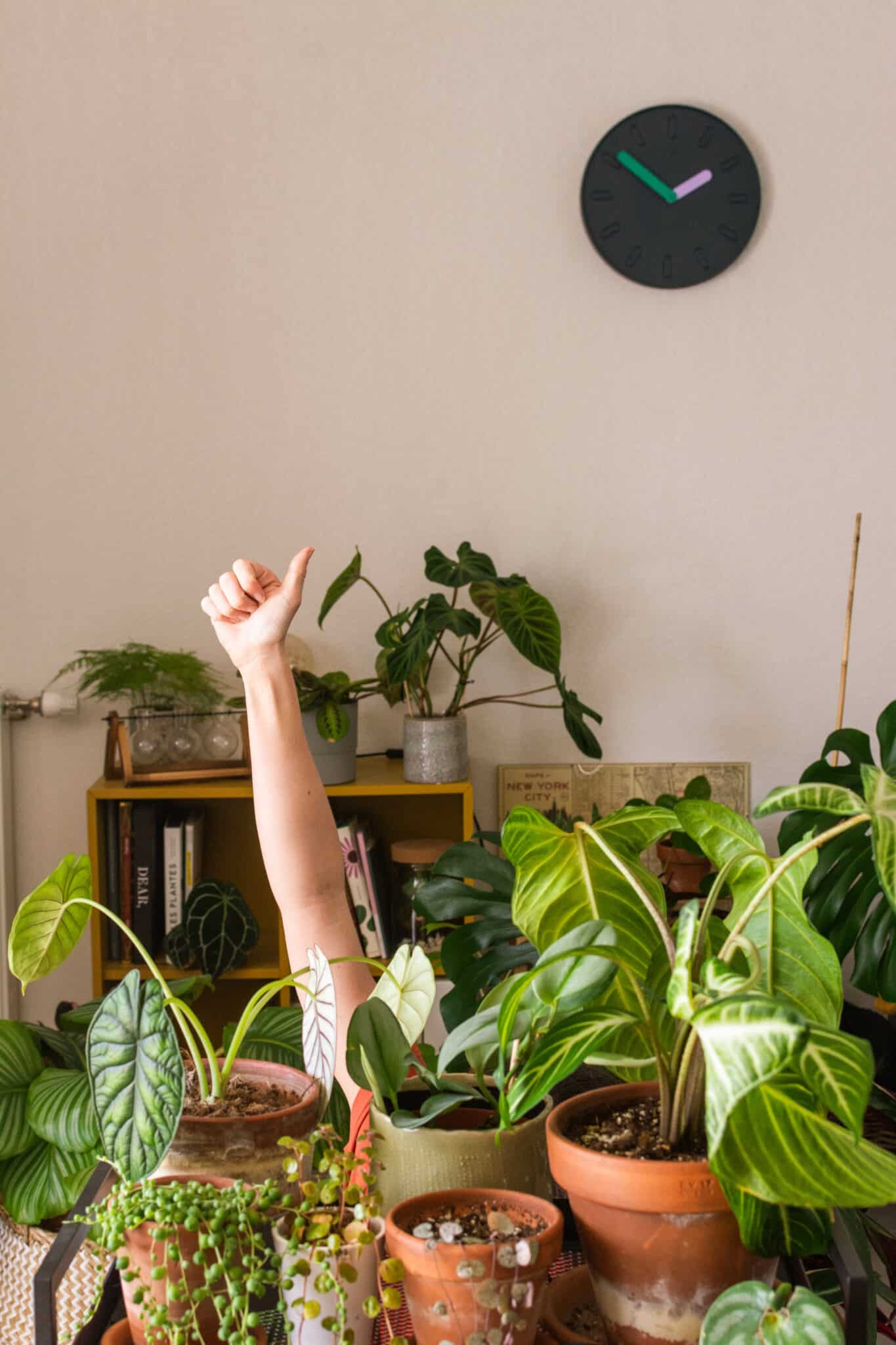 pouce en l'air qui dépasse d'une collection de plantes débuter