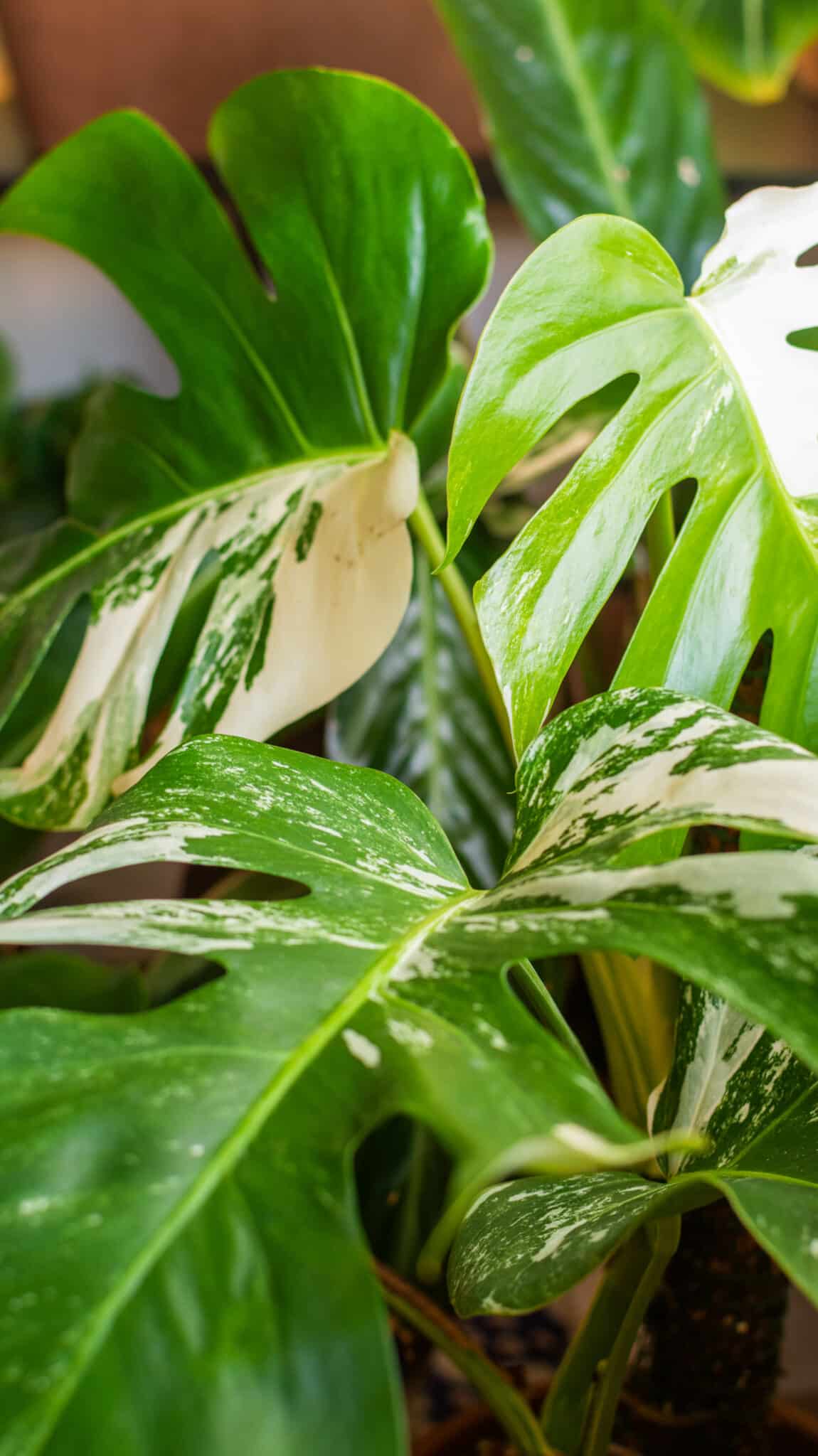 Monstera variegata