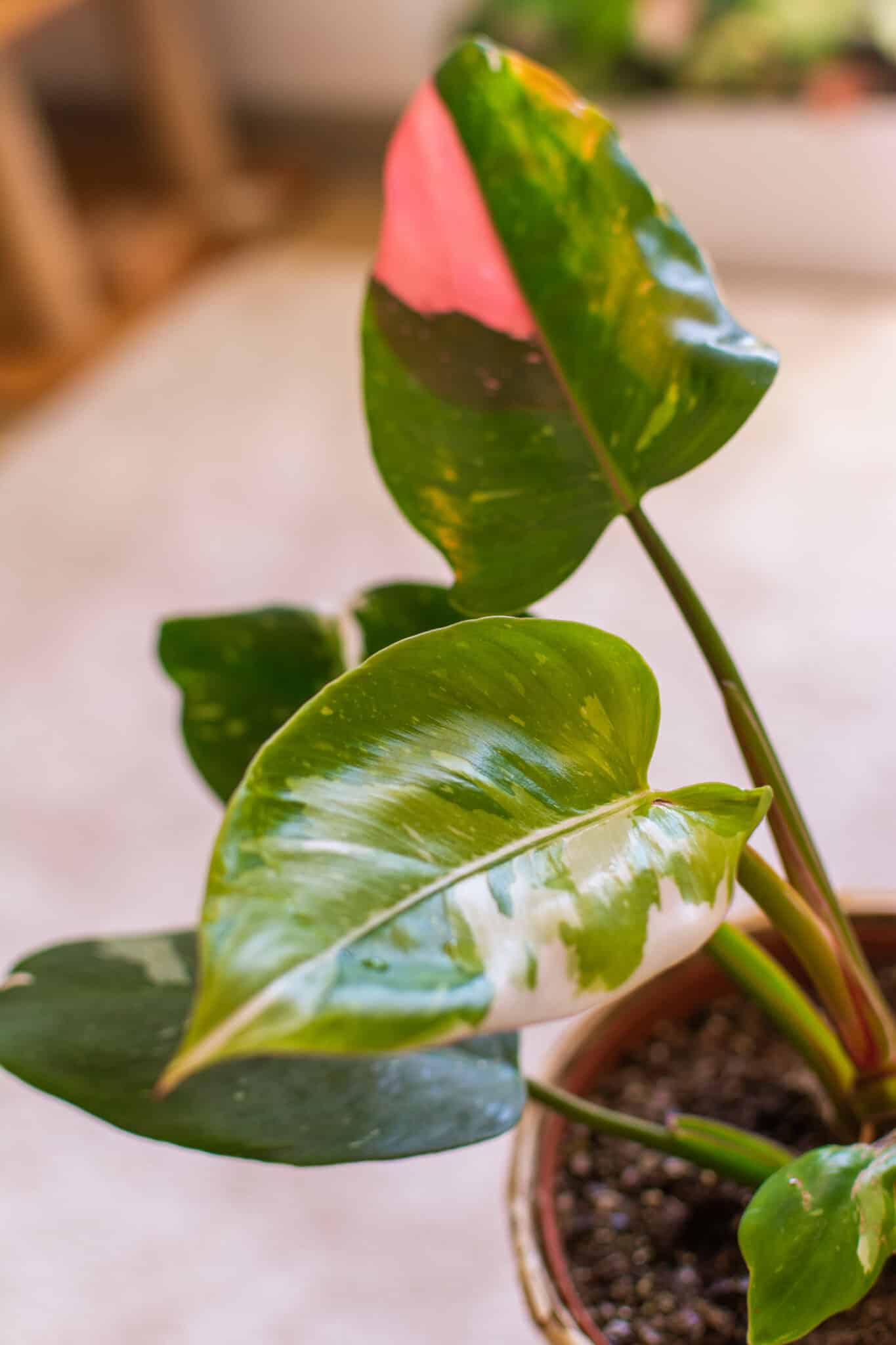 philodendron white princess pink variegation debuter collection plante