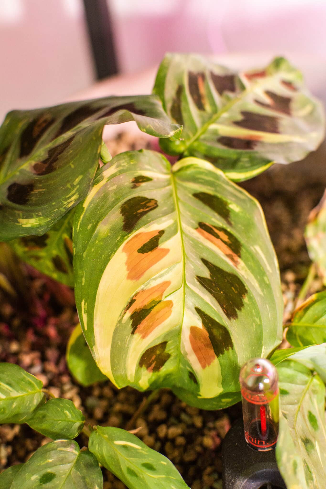 maranta kerchoveana variegata pon