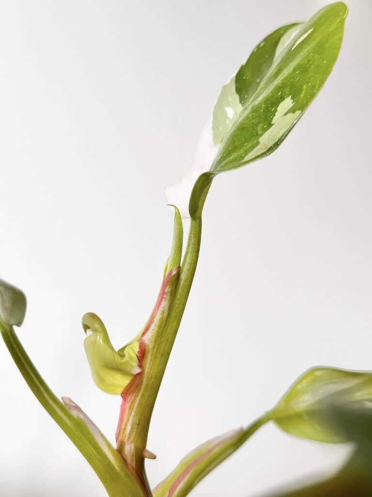 feuille qui peine à sortir de la cataphyle manque humidité