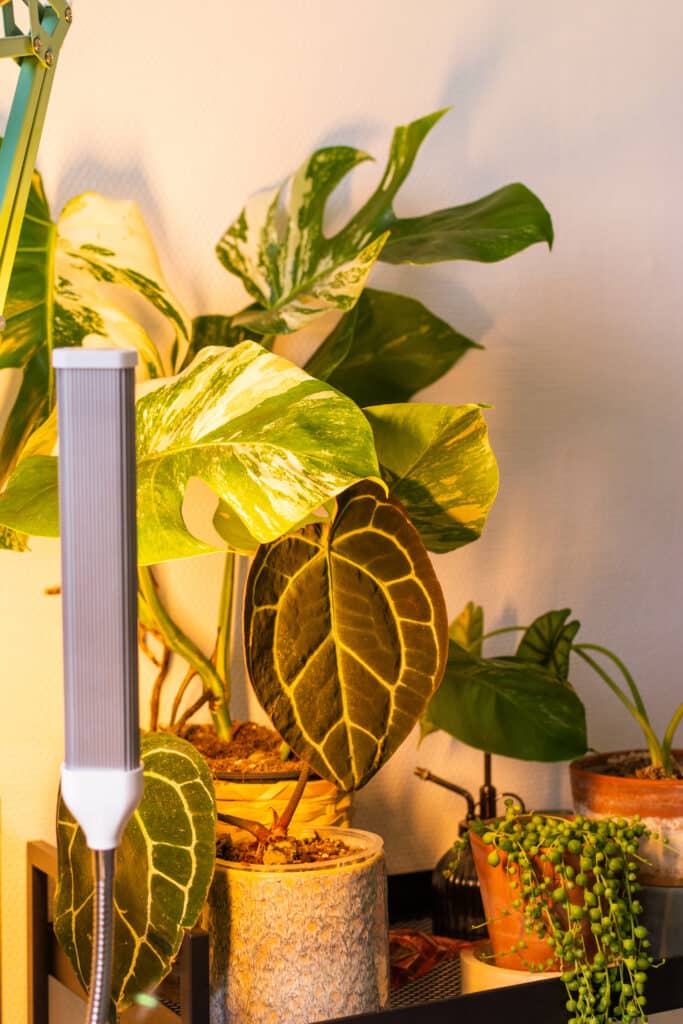 Cette lampe a sauvé mes plantes ! : cet éclairage horticole est