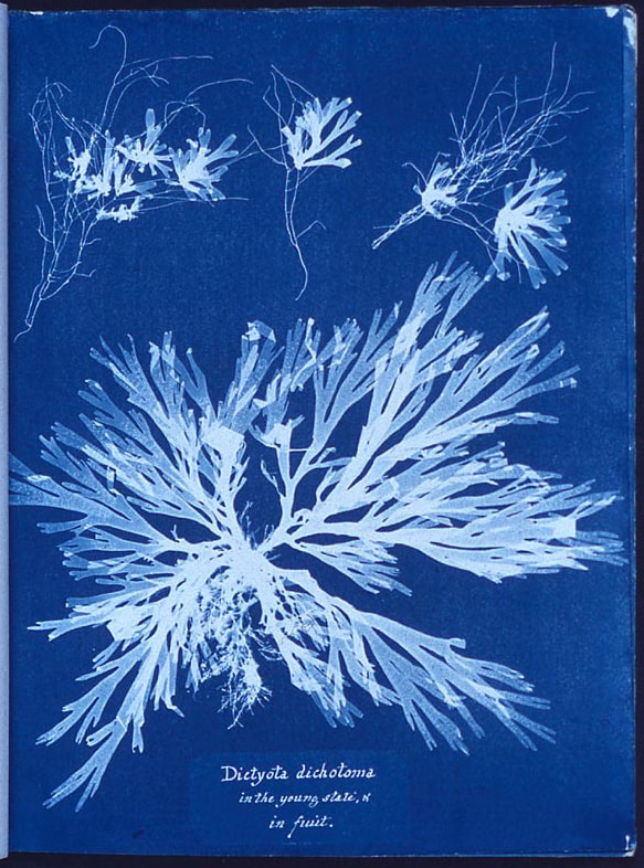 Cyanotipe Anna Atkins