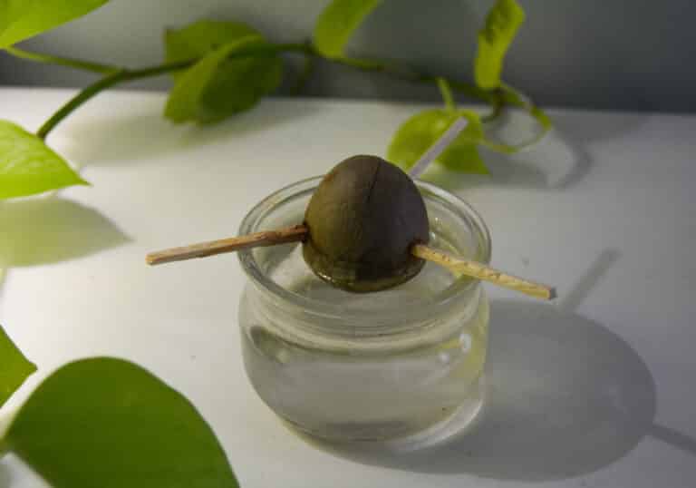 Comment planter des noyaux d'avocat ? Les Pothos — free download