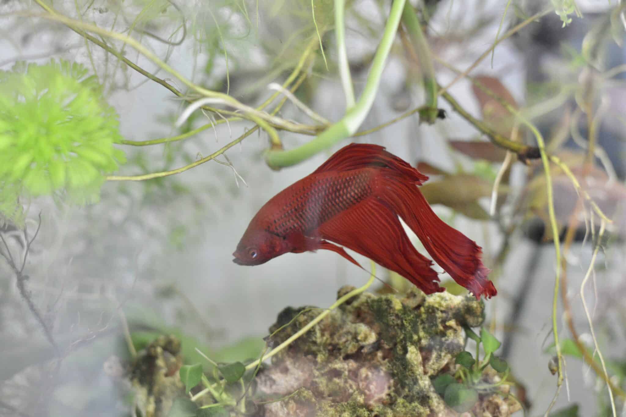 Eau aquarium bienfaits plantes d'intérieur