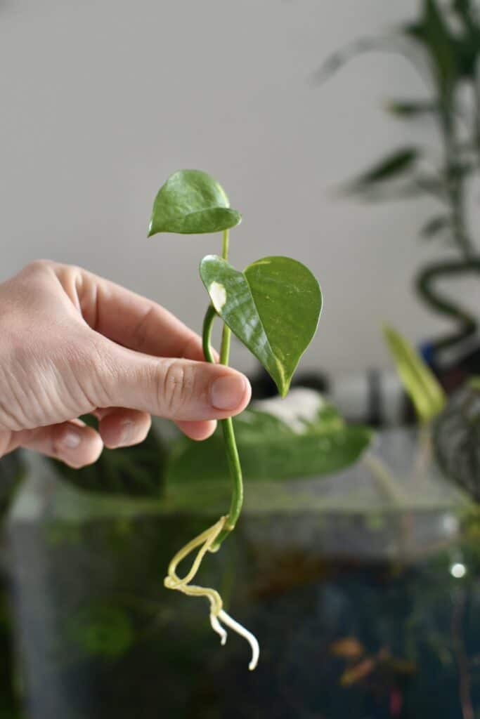 bouture pothos eau aquarium 