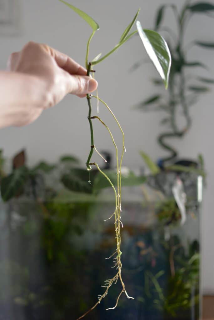 bouture pothos eau aquarium plantes bienfaits