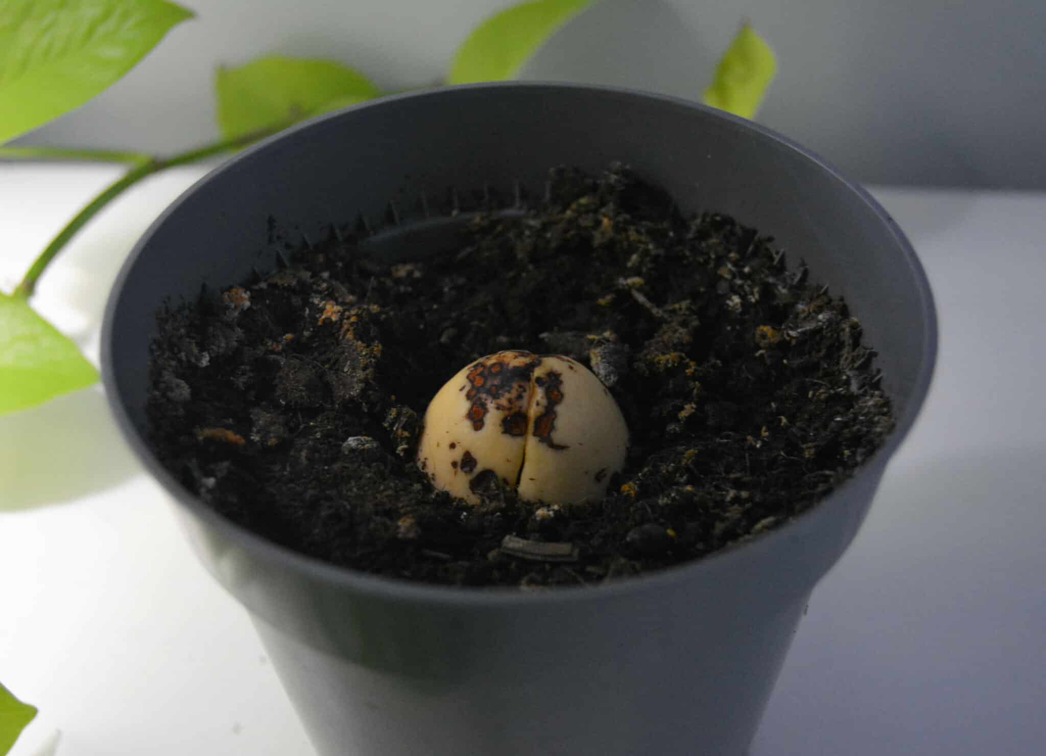 Comment planter des noyaux d