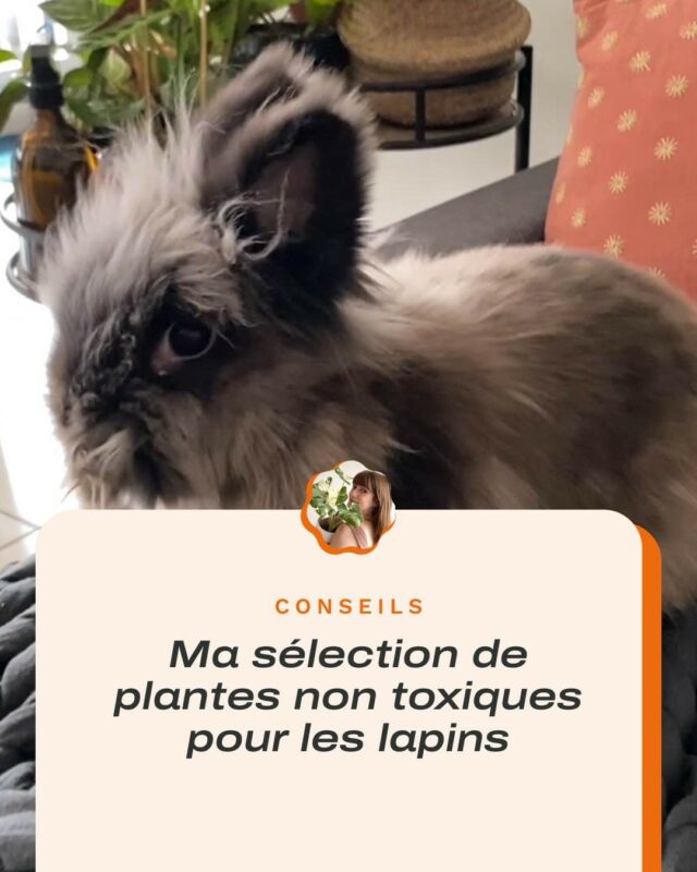 « Comment faire pour éviter qu’il aille grignoter ma plante ? » « Est-ce que toutes mes plantes sont toxiques ? » … tellement de questions que se posent sûrement un bon nombre de propriétaires de lapins 🐰

Propriétaires de deux adorables lapins, @gaelle_plants vous a préparé un article complet pour vous aider à cultiver vos plantes sans mettre panpan en danger 🫶 

On souhaite au passage la bienvenue à Gaëlle dans la team #lespothos !

L’article est en ligne (lien en bio)

☻
☻
☻

#rabbitsandplants #rabbitslovers #housebunny #bunniesofinstagram #rabbitgram #petsandplants #plantsandpets #lapinstagram #lapins #animauxetplantes #lesgrandesoreilles #ladureviedulapinurbain #plantsofinstagram #indoorplants #plantlover #urbanjungle #urbanjunglebloggers #lyonindoorjungle