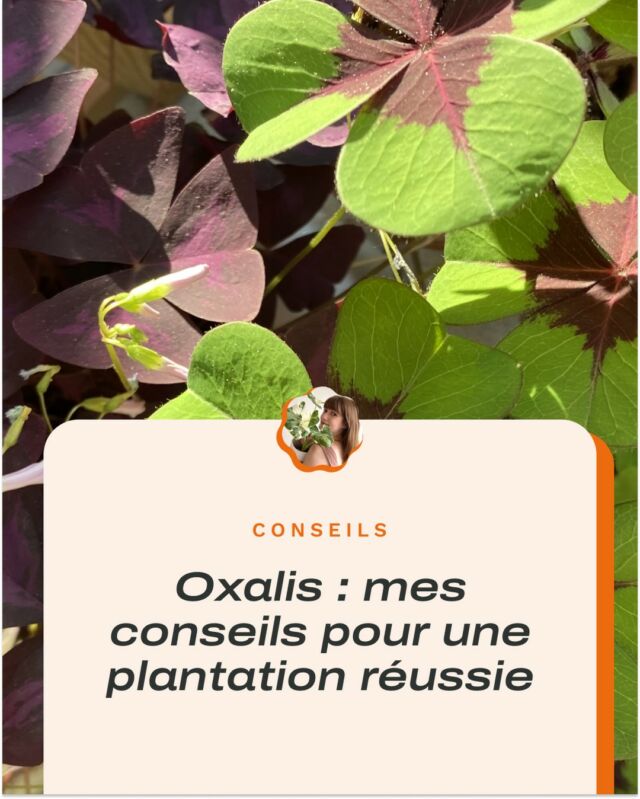 Prêt.e à planter vos oxalis ? 🌸
Gaelle vous a prépare un article complet, plein de bon conseils, pour réussir la plantation de vos oxalis.

L’article est en ligne sur le blog (lien en bio)

☻
☻
☻

#plantsarefriends #plantes #urbanjunglebloggers #plantstagran #plantsplantsplants #plantslover #urbanjungle #plantaddiction #plants #plantaddict #plantsofinstagram #plantsmakepeoplehappy #plantesvertes #houseplantsmakemehappy #design #oxalispourpre #lespothos #hiver #greenteam #oxalistriangularis #oxalistriangularispurple #oxalisobsessed #planttips #conseilsplantes