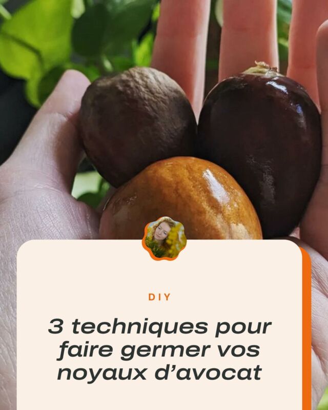 Vous êtes team en eau, à l’étouffée ou en terre pour faire germer vos avocats ? 🌱

@jungle_marie vous a préparé un DIY complet sur 3 techniques de germination de l’avocat. 

Laquelle est la plus efficace ? 👀Rendez-vous sur le blog pour le savoir !

L’article est en ligne sur le blog (lien en bio)

☻
☻
☻

#plantsarefriends #plantes #urbanjunglebloggers #plantstagran #plantsplantsplants #plantslover #urbanjungle #plantaddiction #plants #plantaddict #plantsofinstagram #plantsmakepeoplehappy #plantesvertes #houseplantsmakemehappy #design #oxalispourpre #lespothos #hiver #greenteam #oxalistriangularis #oxalistriangularispurple #oxalisobsessed #planttips #conseilsplantes